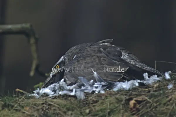Fokus-Natur Bild