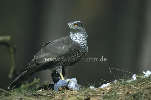 Fokus-Natur Bild