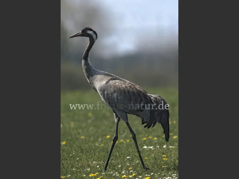 1648
