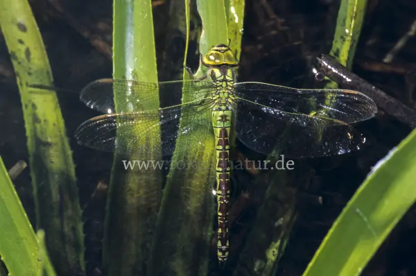 Fokus-Natur Bild
