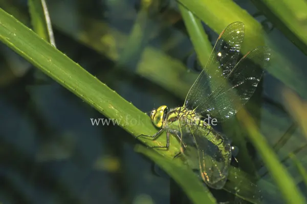 Fokus-Natur Bild