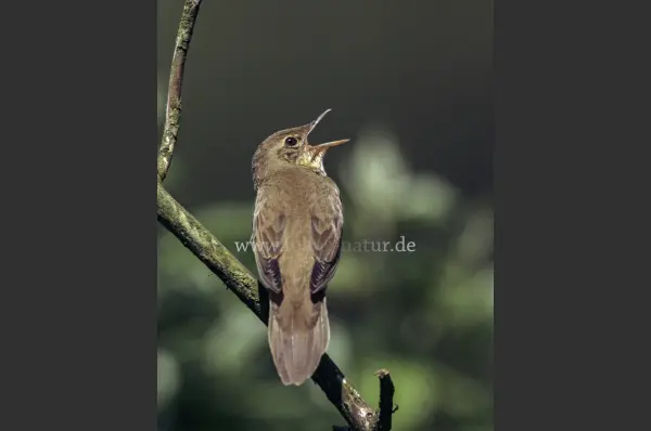 Fokus-Natur Bild