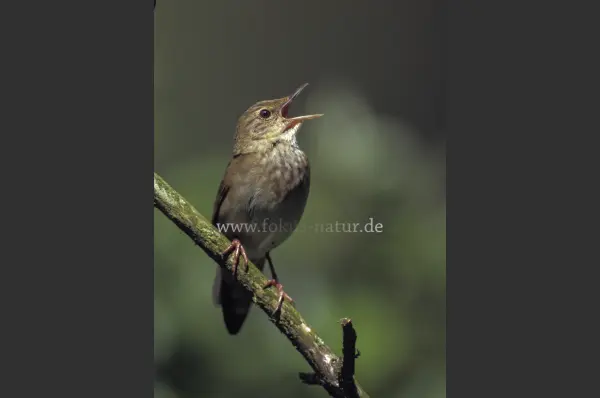 Fokus-Natur Bild