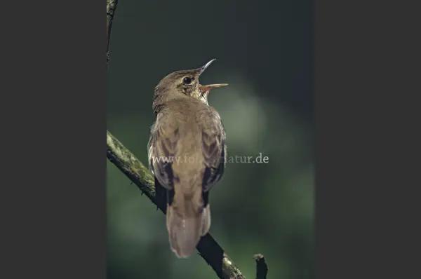 Fokus-Natur Bild