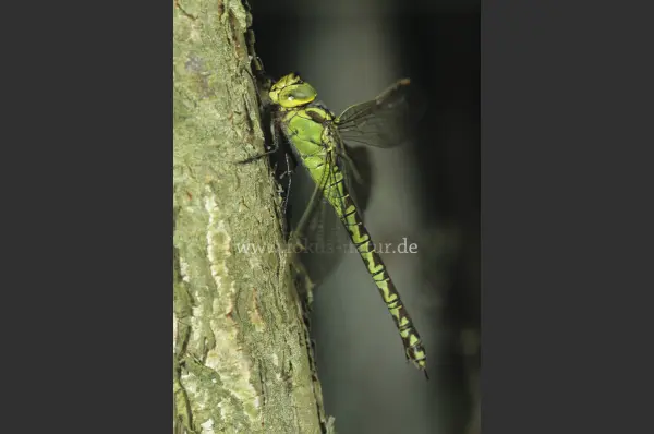 Fokus-Natur Bild
