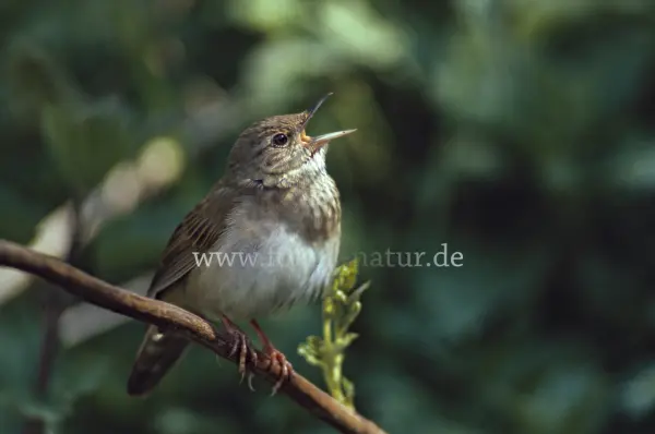 Fokus-Natur Bild