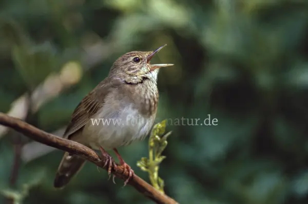 Fokus-Natur Bild