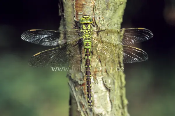Fokus-Natur Bild