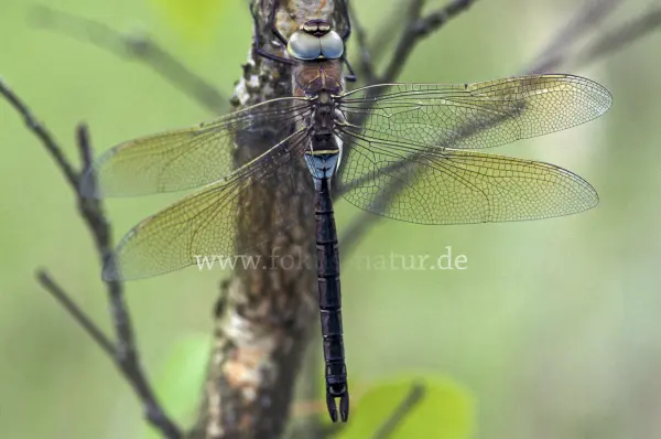 Fokus-Natur Bild