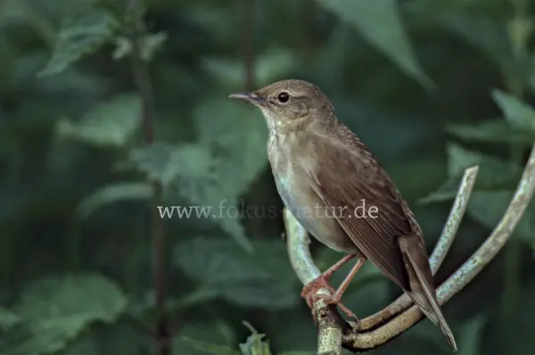 Fokus-Natur Bild