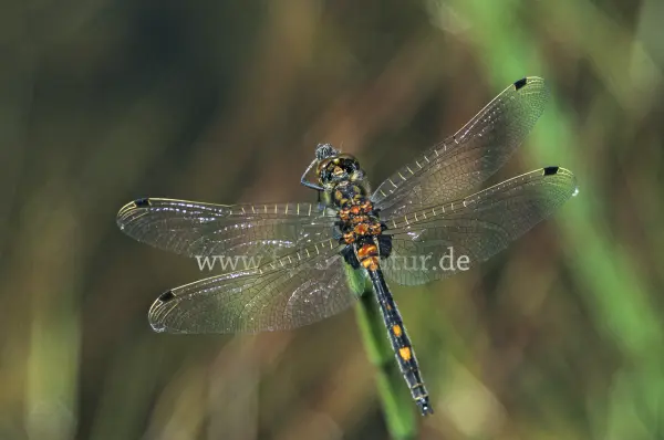 Fokus-Natur Bild