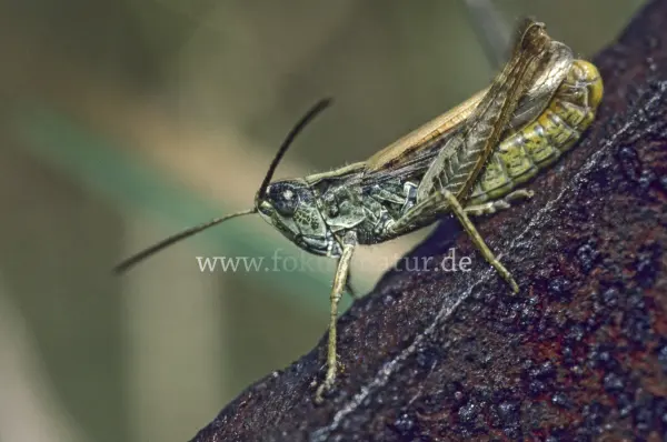 Fokus-Natur Bild