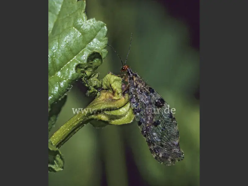 1746