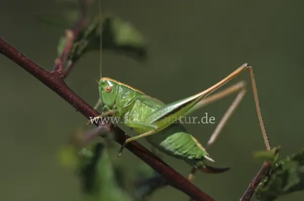 Fokus-Natur Bild