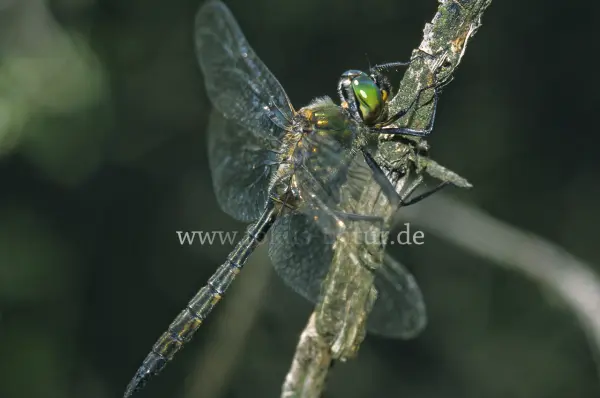 Fokus-Natur Bild