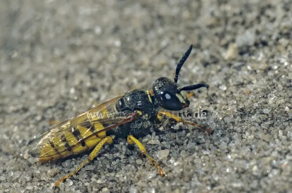 Fokus-Natur Bild