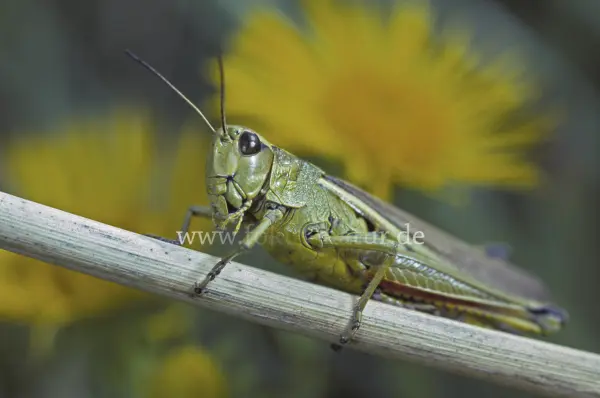Fokus-Natur Bild