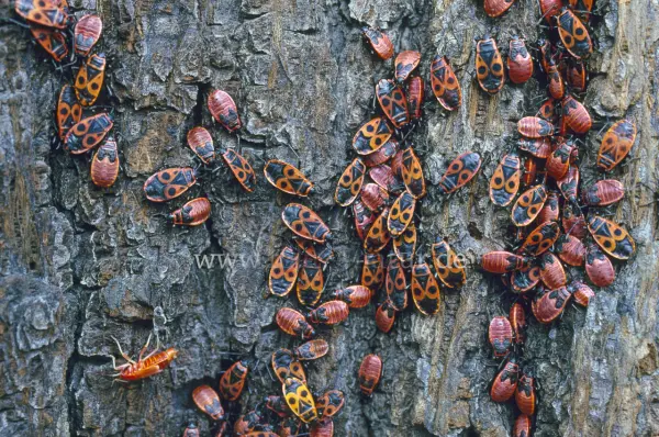 Fokus-Natur Bild