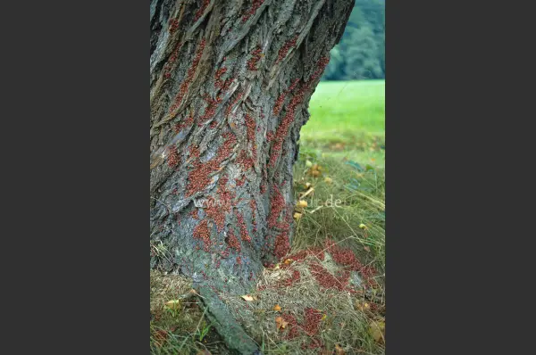Fokus-Natur Bild