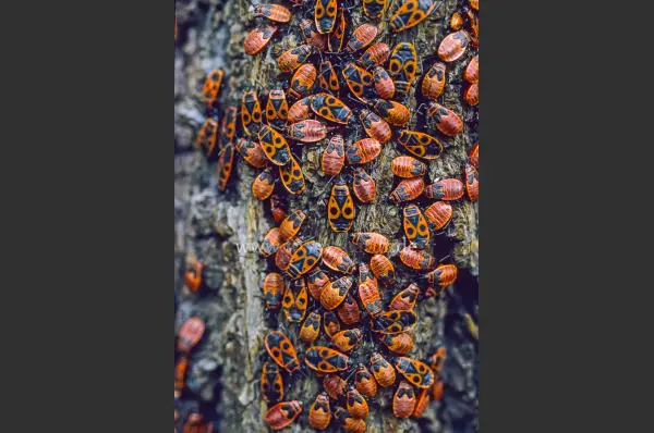 Fokus-Natur Bild