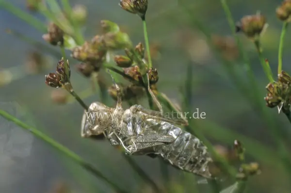 Fokus-Natur Bild