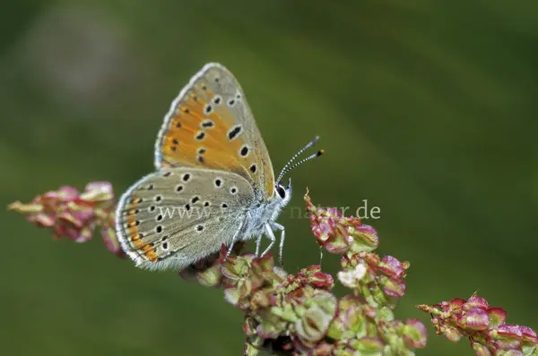 Fokus-Natur Bild