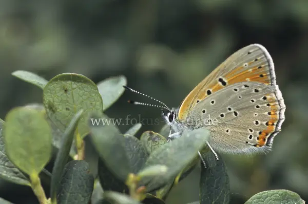 Fokus-Natur Bild
