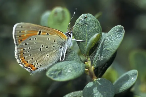 Fokus-Natur Bild