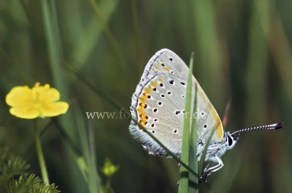Fokus-Natur Bild