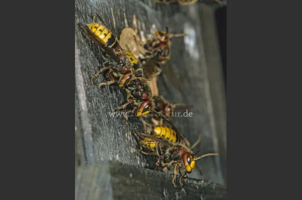 Fokus-Natur Bild