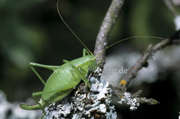 Fokus-Natur Bild