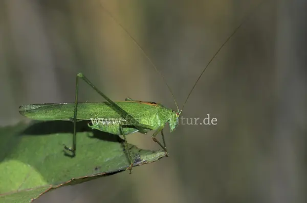 Fokus-Natur Bild