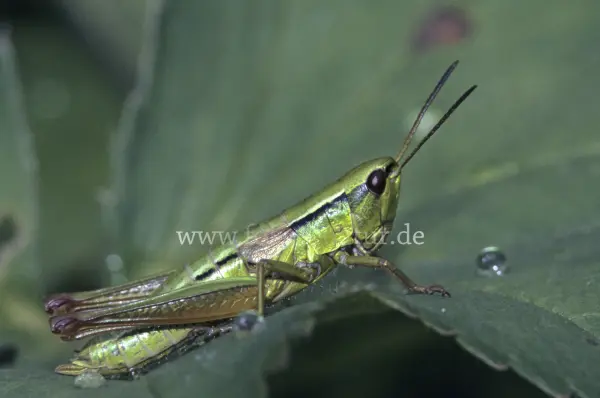 Fokus-Natur Bild