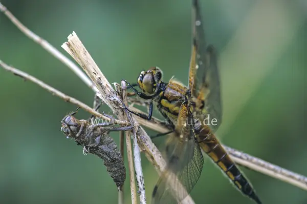 Fokus-Natur Bild