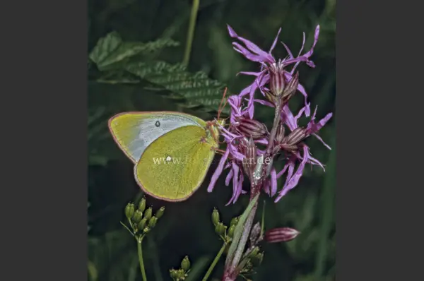 Fokus-Natur Bild
