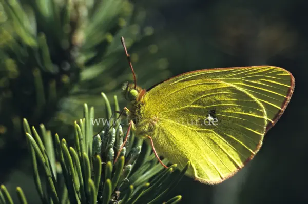 Fokus-Natur Bild
