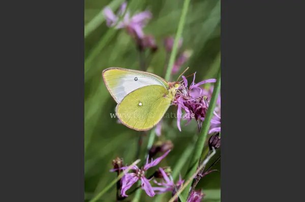 Fokus-Natur Bild