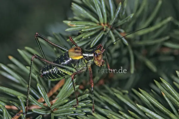 Fokus-Natur Bild