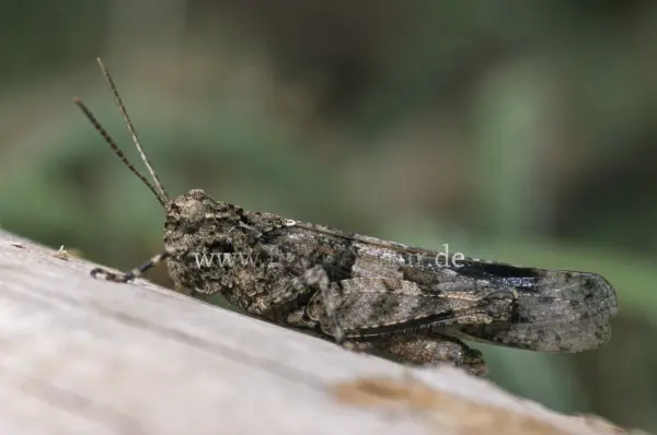 Fokus-Natur Bild
