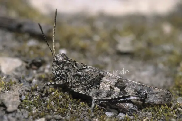 Fokus-Natur Bild