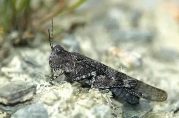 Fokus-Natur Bild