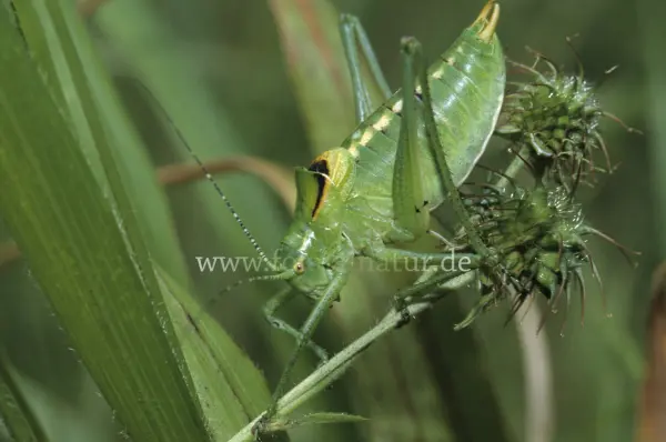 Fokus-Natur Bild