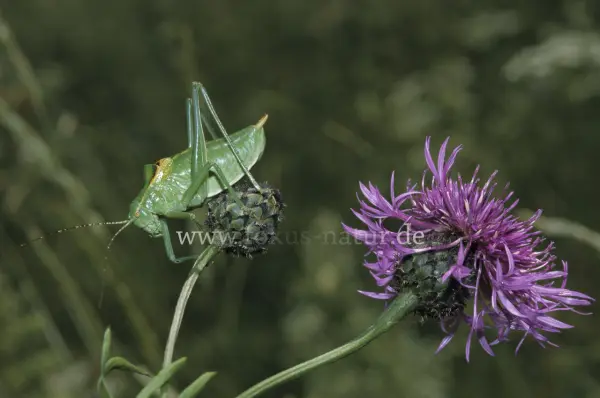 Fokus-Natur Bild