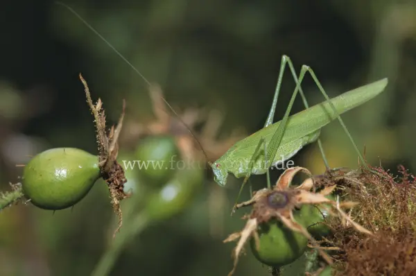 Fokus-Natur Bild