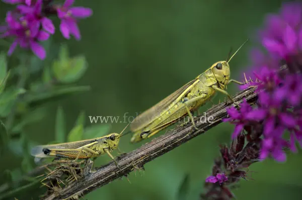 Fokus-Natur Bild
