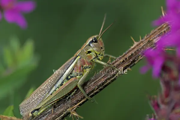 Fokus-Natur Bild