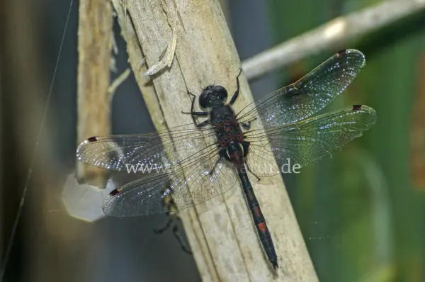 Fokus-Natur Bild