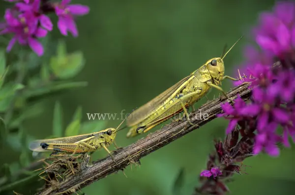 Fokus-Natur Bild
