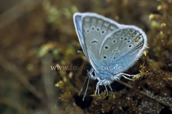 Fokus-Natur Bild