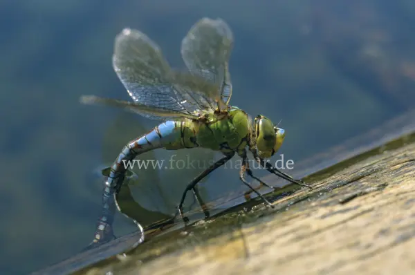 Fokus-Natur Bild